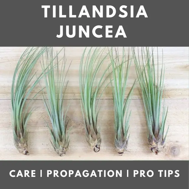 Tillandsia Juncea