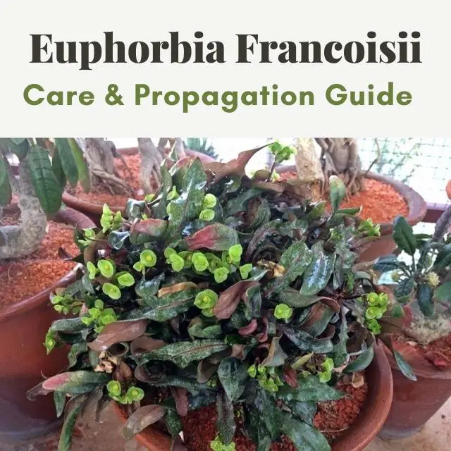 Euphorbia Francoisii
