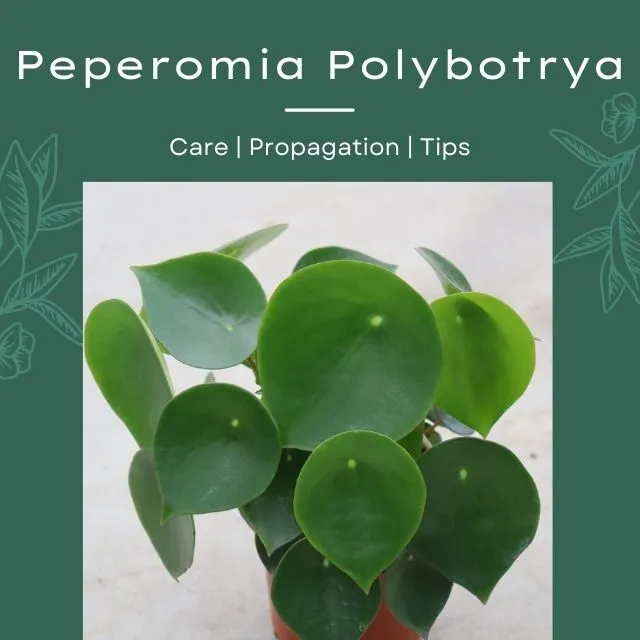 Peperomia Polybotrya