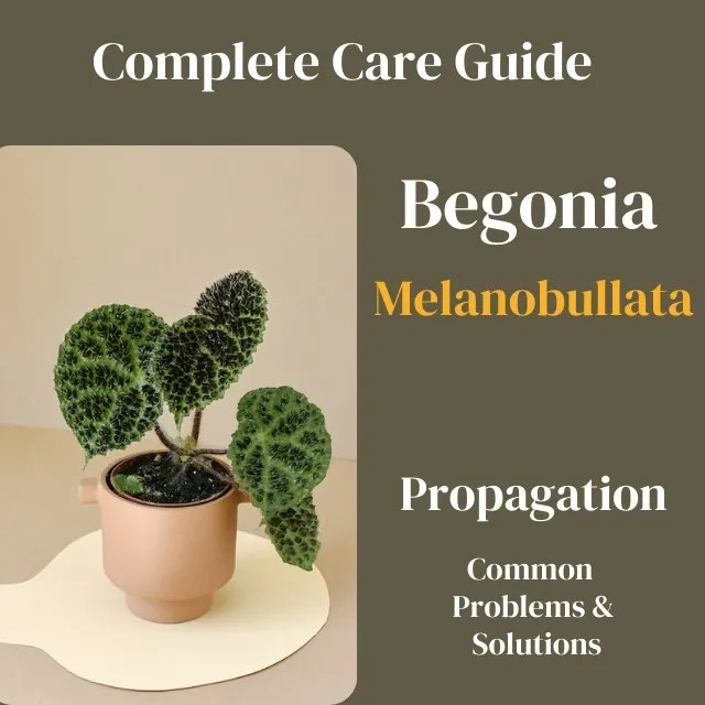 Begonia Melanobullata