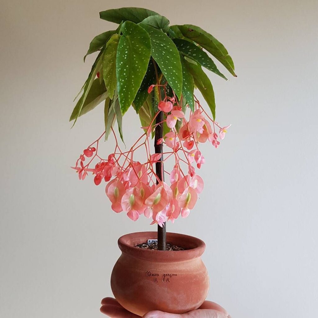 Begonia Tamaya Care