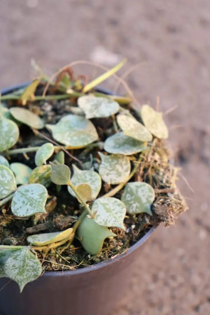 Hoya Curtisii Care