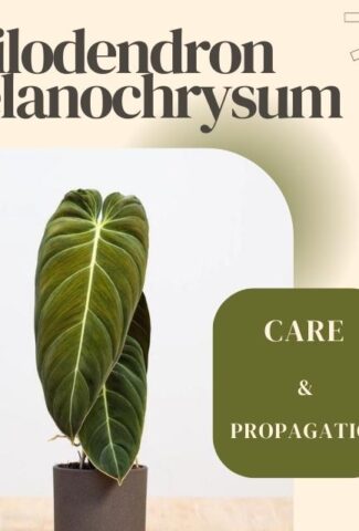 PhilodendronMelanochrysum