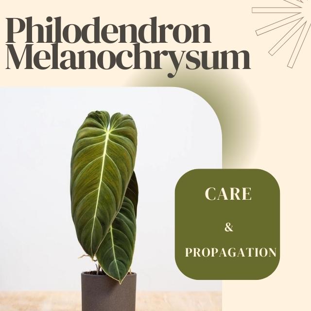 PhilodendronMelanochrysum