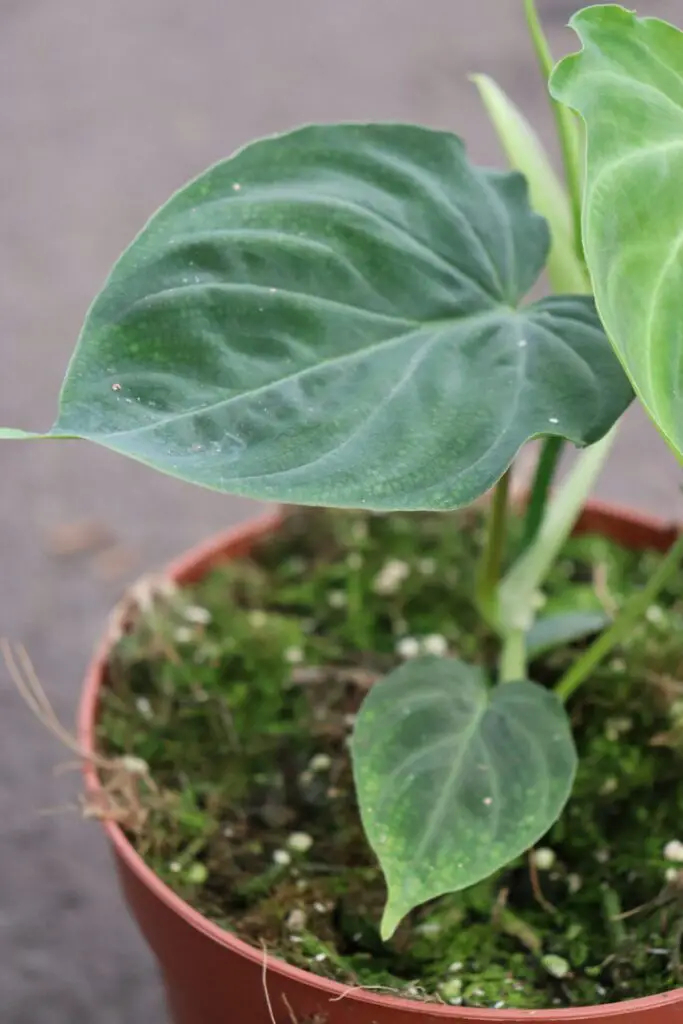 Philodendron Verrucosum Care