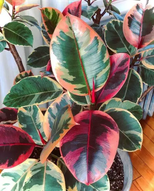 Variegated Rubber Plant Care