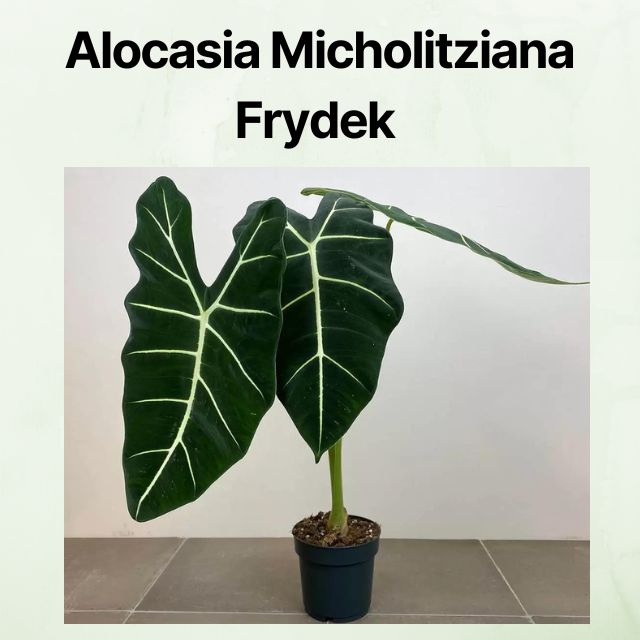 Alocasia Micholitziana Frydek