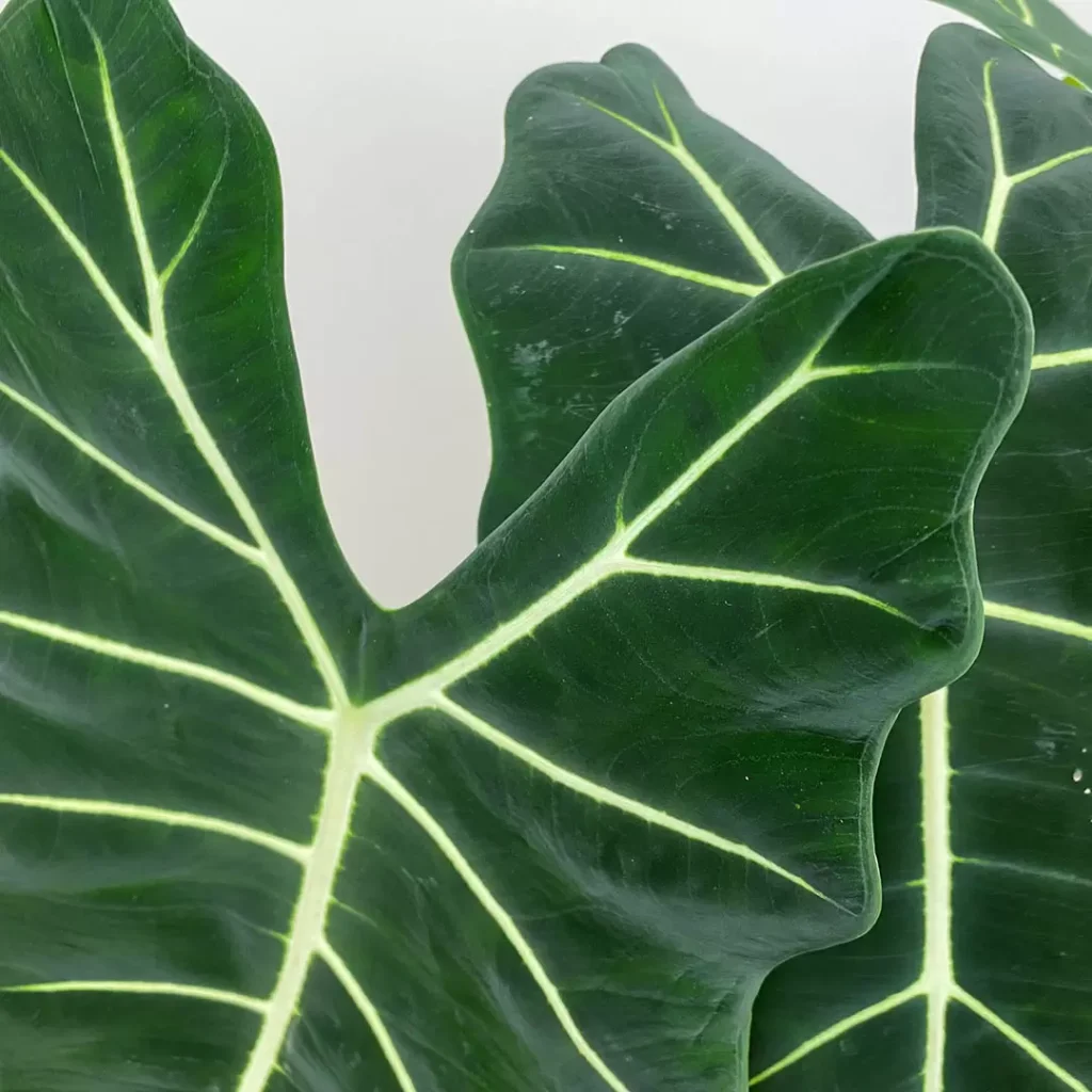 Alocasia Micholitziana Frydek   care