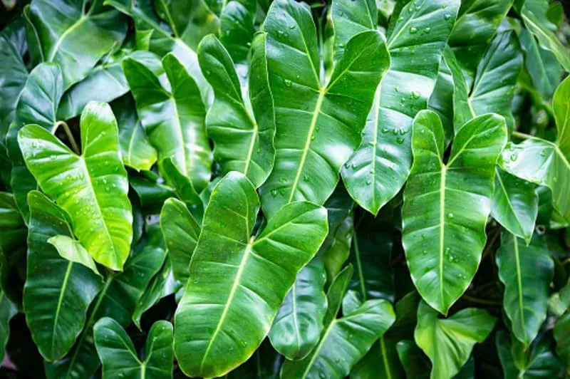 Philodendron Burle Marx Care