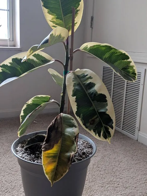 RUBBER PLANT LEAF DROOPING