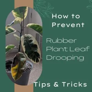 How to Prevent Rubber Plant Leaf Drooping: Tips and Tricks