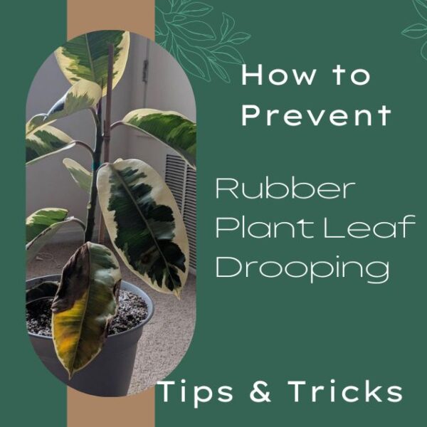 How to Prevent Rubber Plant Leaf Drooping: Tips and Tricks - How To Revive Drooping Rubber Plant
