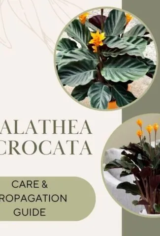 Calathea Crocata