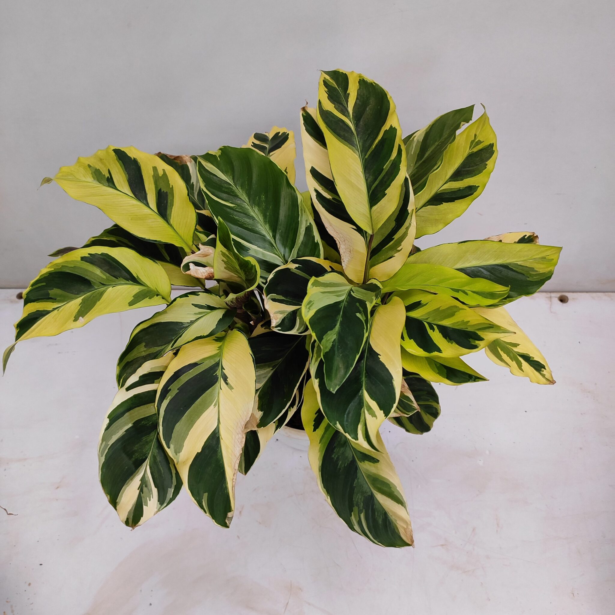 Calathea Louisae 101: The Definitive Guide to Care and Propagation