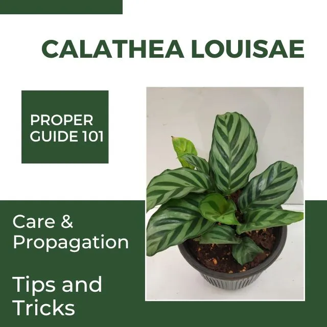 Calathea Louisae