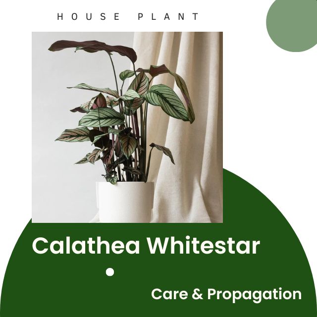 Calathea Whitestar
