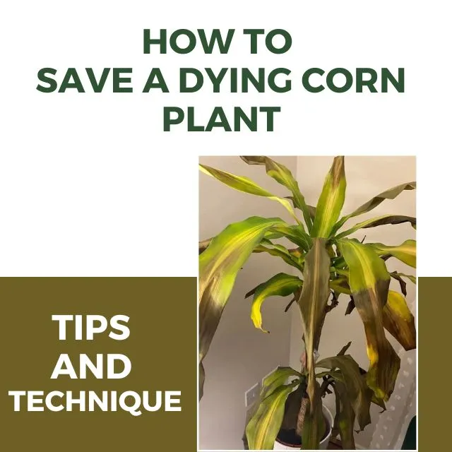 How to Save a Dying Corn Plant