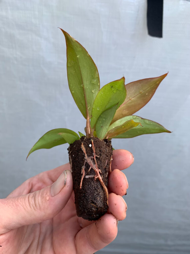 Philodendron McColley propagation