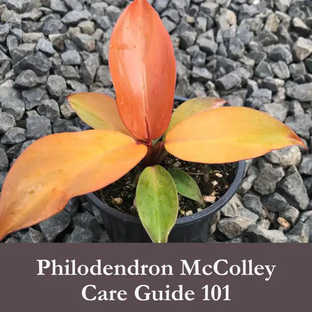 Philodendron McColley